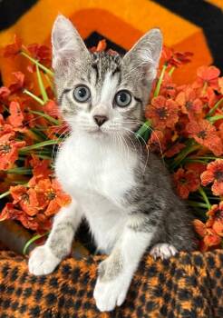 (VR) 5/4/26 Whiskerello -  Domestic Short Hair Cat for Adoption in Stillwater, Oklahoma - (VR) 5/4/26 Whiskerello | PetCurious