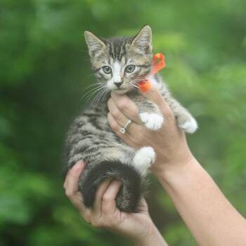 Mitzi -  Domestic Short Hair Cat Available for Adoption in Lucedale, Mississippi - Mitzi | PetCurious
