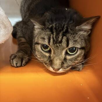Milo -  Domestic Short Hair Cat for Adoption in Morgan Hill, California - Milo | PetCurious