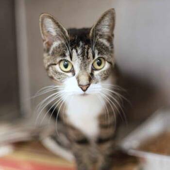 Domestic Short Hair Cats Available for Adoption in Atlanta, Georgia - Rosie | PetCurious