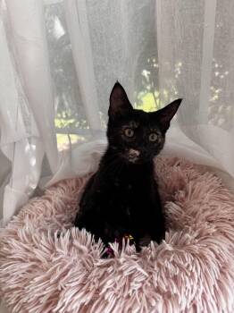 DRAGON -  Domestic Short Hair Cat for Adoption in East Greenwich, Rhode Island - DRAGON | PetCurious