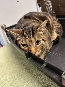 Sushi -  Domestic Short Hair Cat for Adoption in Detroit, Michigan - Sushi | PetCurious