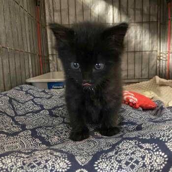 Beaver -  Domestic Medium Hair Cat for Adoption in Stephenville, Texas - Beaver | PetCurious