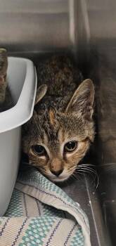 Broccoli -  Domestic Short Hair Cat for Adoption in Athens, Tennessee - Broccoli | PetCurious