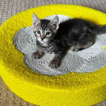 Valentina -  Domestic Short Hair and Tabby Cat for Adoption in Tracy, California - Valentina | PetCurious