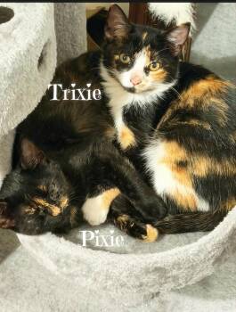 Trixie *kitten* -  Calico Cat for Adoption in Culpeper, Virginia - Trixie *kitten* | PetCurious