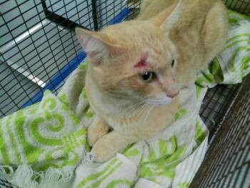 RUDDY -  Domestic Short Hair Cat for Adoption in Kalamazoo, Michigan - RUDDY | PetCurious