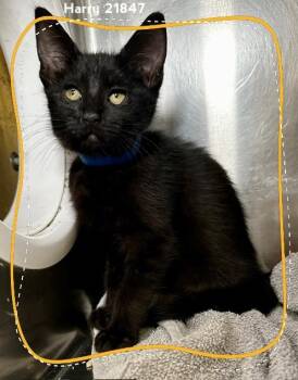 HARRY (see also RON and HERMIONE) -  Domestic Short Hair Cat for Adoption in Marietta, Georgia - HARRY (see Also RON And HERMIONE) | PetCurious