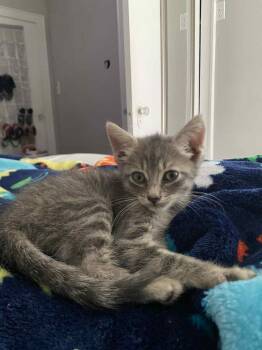 Rescue Domestic Short Hair Cats for Adoption in Camden, South Carolina - Clean Energy (Available For Pre-adoption) | PetCurious