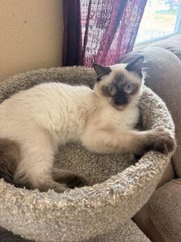 Nimbus -  Siamese and Domestic Medium Hair Cat for Adoption in Ruskin, Florida - Nimbus | PetCurious