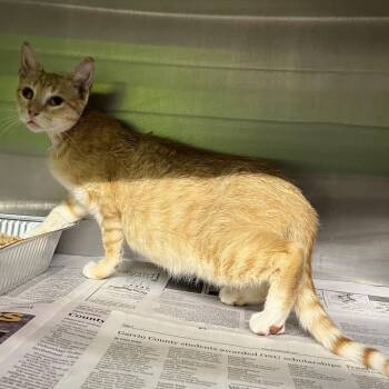 Muthuh -  Domestic Short Hair Cat for Adoption in Pauls Valley, Oklahoma - Muthuh | PetCurious