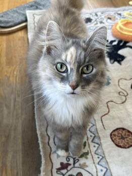 Dilute Calico Cats Available for Adoption - Laci | PetCurious