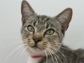 Domestic Short Hair Cats Available for Adoption in Portland, Oregon - Chabella | PetCurious