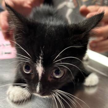 Larry -  Domestic Short Hair Cat for Adoption in Newport, North Carolina - Larry | PetCurious