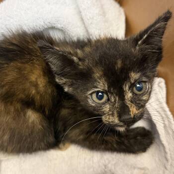Domestic Short Hair Cats Available for Adoption in Jacksonville, Florida - Indie | PetCurious