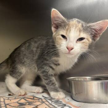 Duster -  Domestic Short Hair Cat for Adoption in Asheville, North Carolina - Duster | PetCurious
