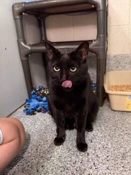 Buster -  Domestic Short Hair Cat for Adoption in Fruit Heights, Utah - Buster | PetCurious