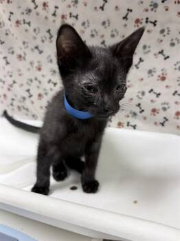 MANDO -  Domestic Short Hair Cat for Adoption in Riverside, California - MANDO | PetCurious