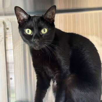 Akira -  Domestic Short Hair Cat for Adoption in Winchendon, Massachusetts - Akira | PetCurious
