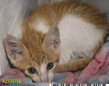 REN KAGAMINE -  Domestic Short Hair Cat for Adoption in West Palm Beach, Florida - REN KAGAMINE | PetCurious