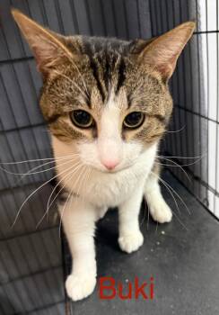 Rescue Domestic Short Hair Cats for Adoption in Saint Francisville, Louisiana - Buki | PetCurious