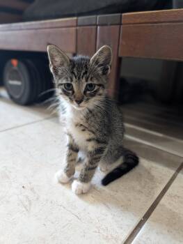 Chandler -  Domestic Short Hair Cat for Adoption in Orlando, Florida - Chandler | PetCurious