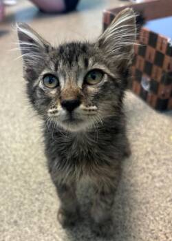 Squiggle -  Domestic Medium Hair Cat for Adoption in Cape Coral, Florida - Squiggle | PetCurious