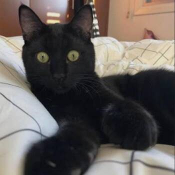 Spooky -  Domestic Short Hair Cat for Adoption in Indianapolis, Indiana - Spooky | PetCurious
