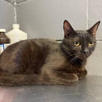 Domestic Short Hair Cats Available for Adoption in Tuscaloosa, Alabama - Soot | PetCurious