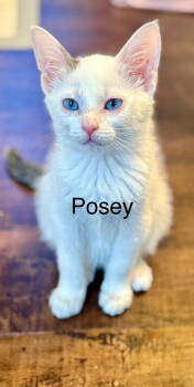 Rescue Domestic Short Hair Cats for Adoption in Winter Garden, Florida - Posey | PetCurious