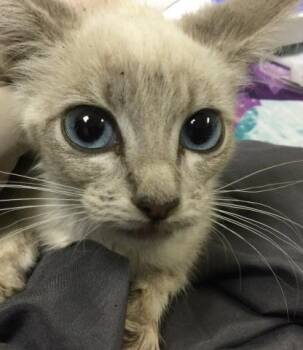 GAMORA -  Domestic Short Hair Cat for Adoption in Riverside, California - GAMORA | PetCurious