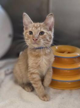 Crane -  Domestic Short Hair Cat for Adoption in Westland, Michigan - Crane | PetCurious