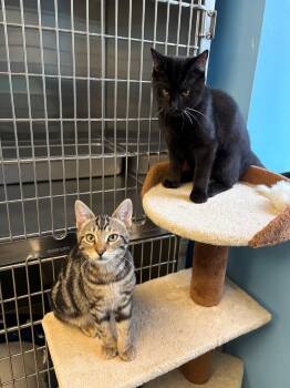 Bucky & Bear -  Domestic Short Hair Cat for Adoption in Kingston, Massachusetts - Bucky & Bear | PetCurious