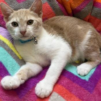 Hercules -  Domestic Short Hair Cat for Adoption in Panama City, Florida - Hercules | PetCurious