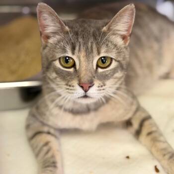 Domestic Short Hair Cats Available for Adoption in Fort Smith, Arkansas - Millie | PetCurious