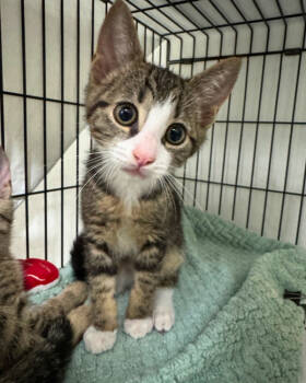 Rescue Domestic Short Hair Cats for Adoption in Novato, California - Key Largo | PetCurious