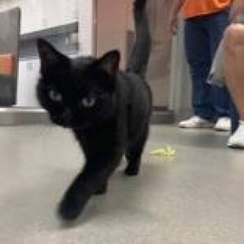 Buttons -  Domestic Short Hair Cat for Adoption in Hilliard, Ohio - Buttons | PetCurious