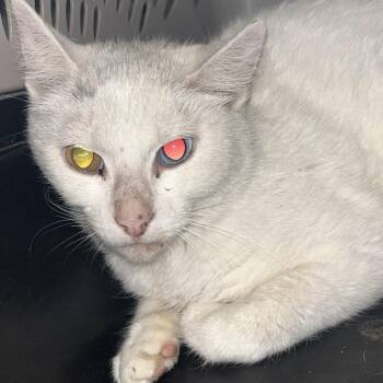Syzygy -  Domestic Short Hair Cat for Adoption in Veneta, Oregon - Syzygy | PetCurious