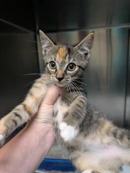 Domestic Short Hair Cats Available for Adoption in Kingsland, Georgia - Guacamole | PetCurious