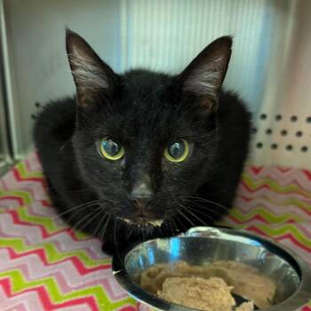 Kingsford -  Domestic Short Hair Cat for Adoption in Norman, Oklahoma - Kingsford | PetCurious