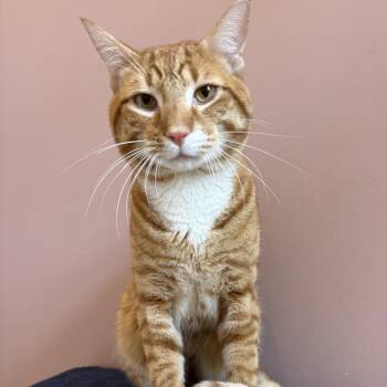 Reuben -  Domestic Short Hair Cat for Adoption in Fort Lauderdale, Florida - Reuben | PetCurious