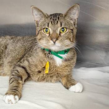 Domestic Short Hair Cats Available for Adoption in St. Louis, Missouri - YURI | PetCurious