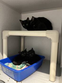 Rescue Domestic Short Hair Cats for Adoption in Bloomington, Illinois - A312896 | PetCurious