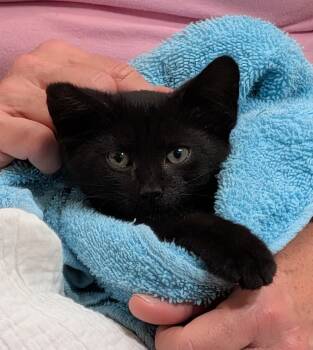 Merv -  Domestic Short Hair Cat for Adoption in Floyd, Virginia - Merv | PetCurious