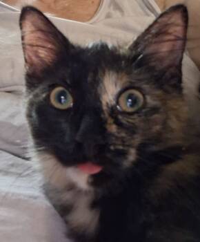 Rescue Domestic Medium Hair and Tortoiseshell Cats for Adoption in Adrian, Michigan - Saffron | PetCurious