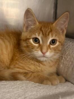 Hamilton -  Domestic Short Hair Cat for Adoption in Fall River, Massachusetts - Hamilton | PetCurious