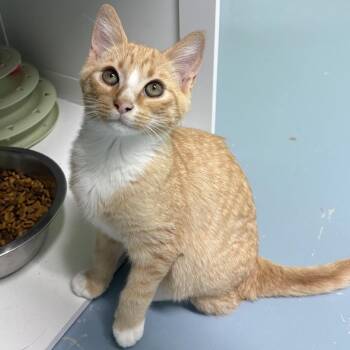 Mangos -  Domestic Short Hair Cat for Adoption in Brownsboro, Alabama - Mangos | PetCurious