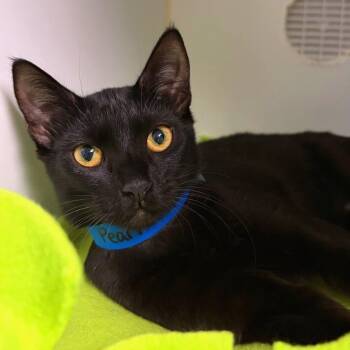 Pearl -  Domestic Short Hair Cat for Adoption in Woodinville, Washington - Pearl | PetCurious