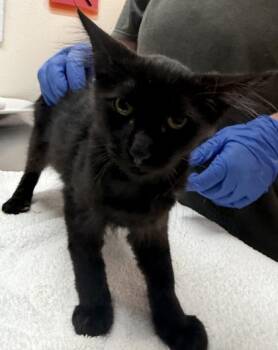 Kappa -  Domestic Short Hair Cat for Adoption in Sacramento, California - Kappa | PetCurious