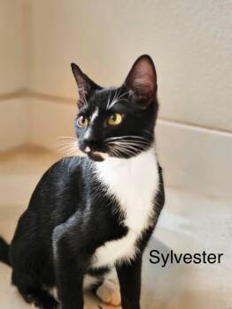 Domestic Short Hair Cats Available for Adoption in The Woodlands, Texas - Sylvester | PetCurious